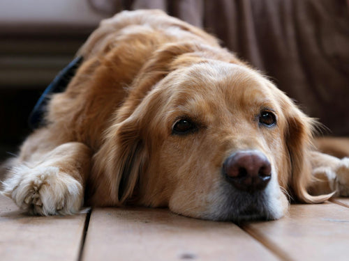 Calm golden retriever relaxing — Still & Chill Calming Chews for Dogs by Zenly