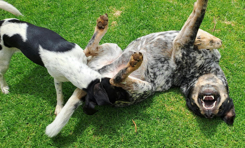 Happy energetic dog at park — Zenly Easy Stride Joint Chews