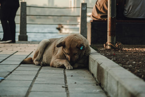 Dog resting peacefully with owner — natural calming supplement chews
