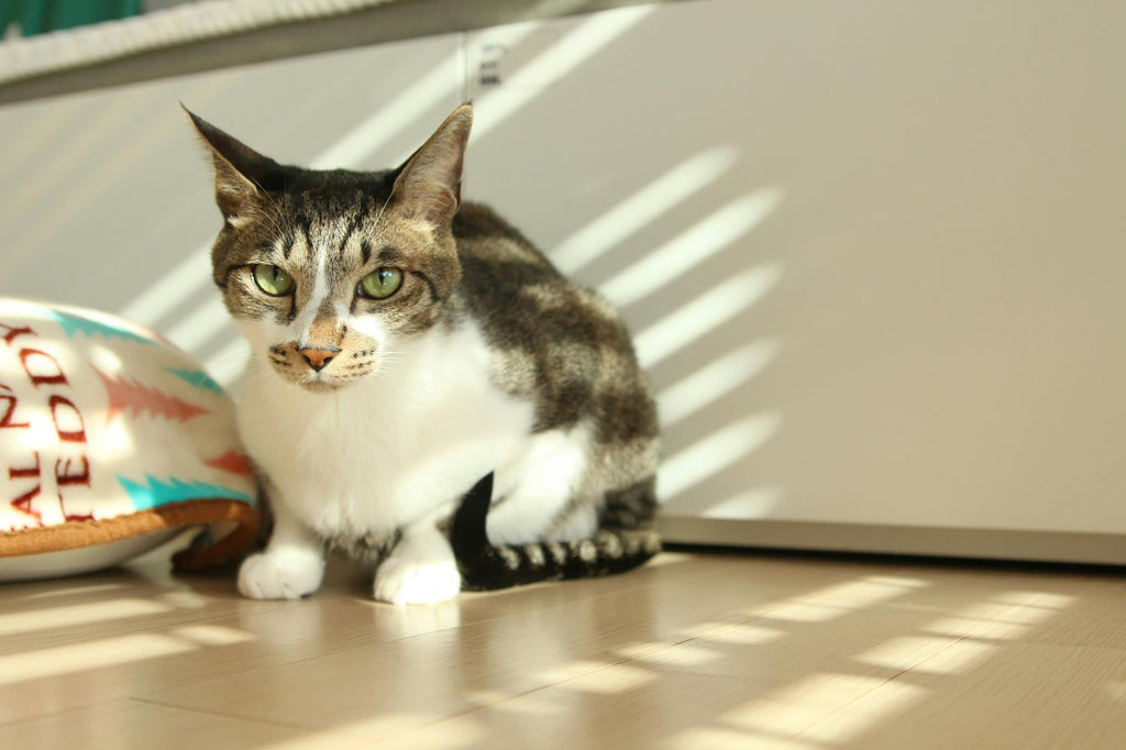 Calm cat at home — Zenly Soft Landing Chews