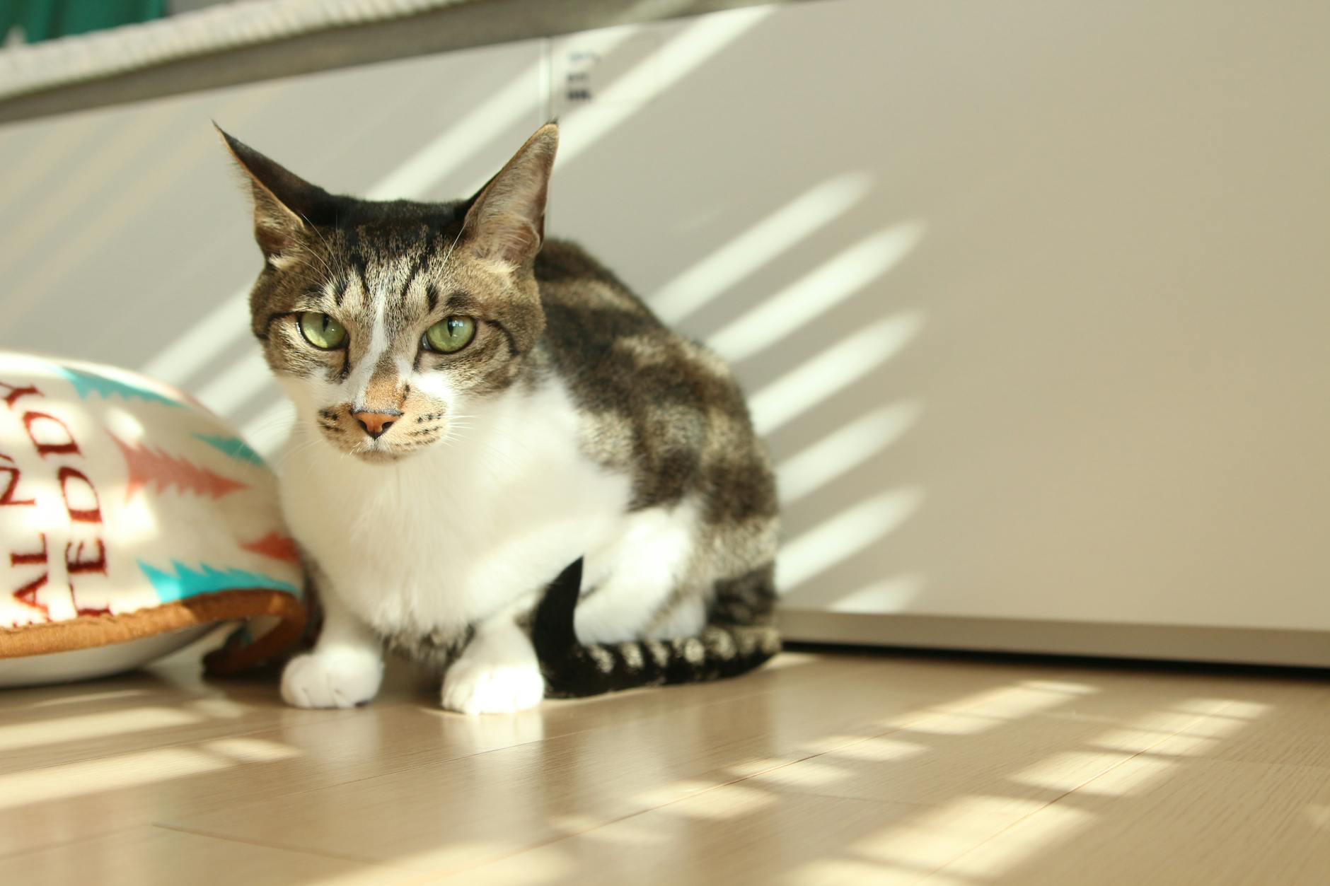 Calm cat at home — Zenly Soft Landing Chews