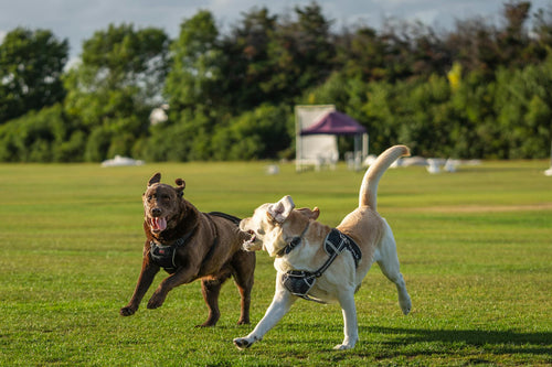 Active labrador running outdoors — Easy Stride Joint Chews for Dogs by Zenly