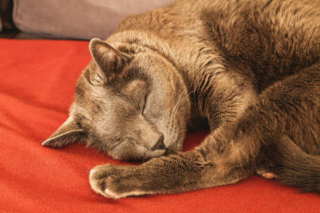 Cat sleeping peacefully — natural calming supplement chews for cats