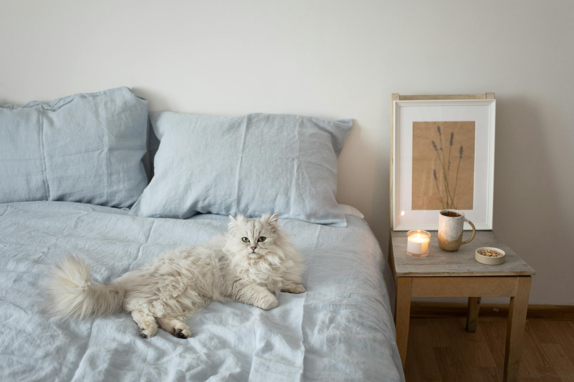 Fluffy white cat relaxing on linen bed — Soft Landing Calming Chews for Cats by Zenly